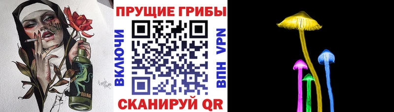 купить закладку  Приморск  Галлюциногенные грибы Psilocybe 